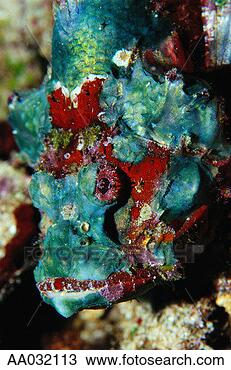 Stock Photo - scorpionfish. 
fotosearch - search 
stock photos, 
pictures, images, 
and photo clipart
