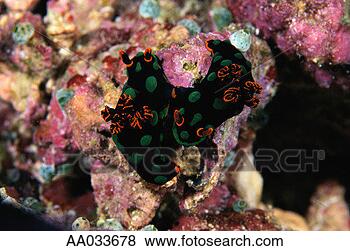 Stock Photo - sea slug. fotosearch 
- search stock 
photos, pictures, 
images, and photo 
clipart