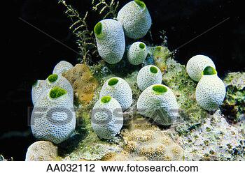 Stock Photo - sea squirt. fotosearch 
- search stock 
photos, pictures, 
images, and photo 
clipart