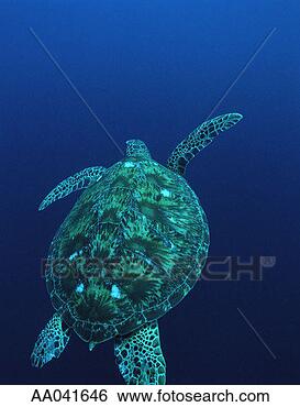 Stock Photo - sea turtle, sipadan 
island, borneo. 
fotosearch - search 
stock photos, 
pictures, images, 
and photo clipart