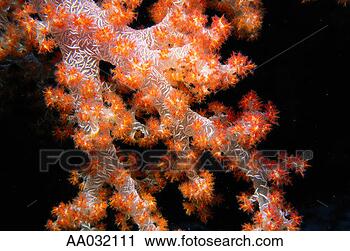 Stock Photography - soft coral. fotosearch 
- search stock 
photos, pictures, 
images, and photo 
clipart
