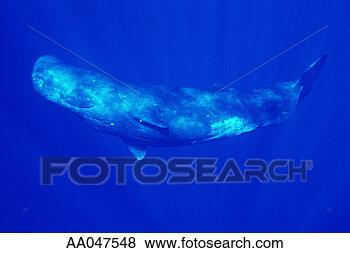 Stock Photo - sperm whale (physeter 
macrocephalus), 
side view. fotosearch 
- search stock 
photos, pictures, 
images, and photo 
clipart
