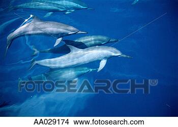 Stock Photo - spinner dolphins. 
fotosearch - search 
stock photos, 
pictures, images, 
and photo clipart