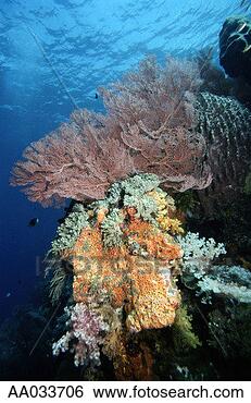 Stock Photo - sponges and soft 
coral. fotosearch 
- search stock 
photos, pictures, 
images, and photo 
clipart