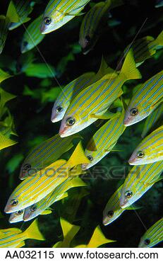 Stock Image - tropical fish. 
fotosearch - search 
stock photos, 
pictures, images, 
and photo clipart