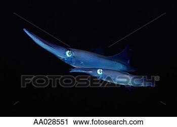 Stock Photography - two squid. fotosearch 
- search stock 
photos, pictures, 
images, and photo 
clipart