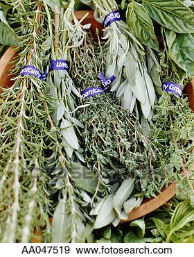 Stock Photograph - fresh herbs (rosemary, 
basil, sage, thyme) 
at market. fotosearch 
- search stock 
photos, pictures, 
images, and photo 
clipart