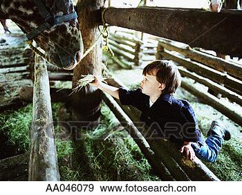 Stock Photograph - boy (3-5) feeding 
hay to horse. 
fotosearch - search 
stock photos, 
pictures, images, 
and photo clipart
