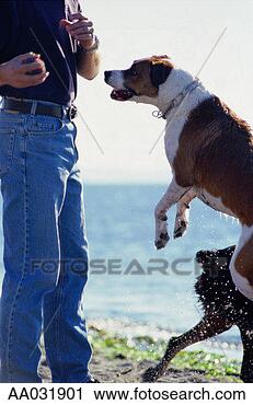 Stock Photography - man playing with 
two dogs on beach. 
fotosearch - search 
stock photos, 
pictures, images, 
and photo clipart