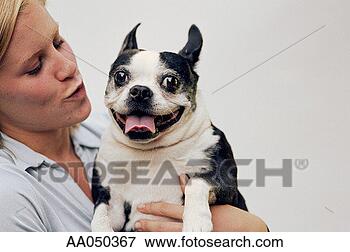 Picture - teenage girl (16-18) 
holding boston 
terrier. fotosearch 
- search stock 
photos, pictures, 
images, and photo 
clipart