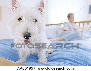 Picture - west highland 
terrier sitting 
on foot of bed 
(selective focus). 
fotosearch - search 
stock photos, 
pictures, images, 
and photo clipart