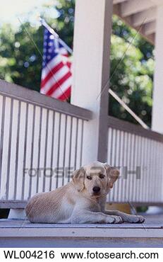 Stock Photo - dog lying on porch. 
fotosearch - search 
stock photos, 
pictures, images, 
and photo clipart