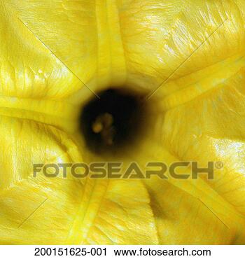 Stock Photography - angel's trumpet 
(brugmansia suaveolens), 
detail (defocussed). 
fotosearch - search 
stock photos, 
pictures, images, 
and photo clipart