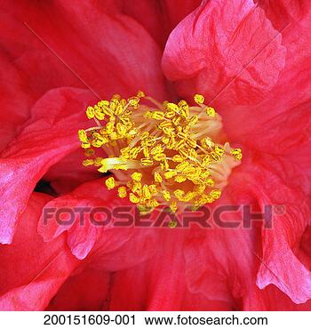Stock Photography - camellia (camellia 
japonica) stamens, 
detail. fotosearch 
- search stock 
photos, pictures, 
images, and photo 
clipart
