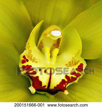 Stock Photography - cattleya orchid 
(pahiopedilum 
sp), detail. fotosearch 
- search stock 
photos, pictures, 
images, and photo 
clipart