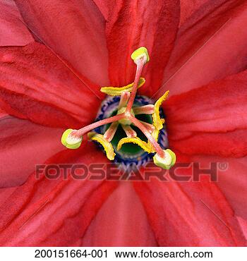 Stock Photography - coral glow passion 
flower (passiflora 
sp) stamens, detail. 
fotosearch - search 
stock photos, 
pictures, images, 
and photo clipart