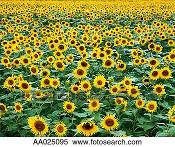 Stock Image - field of sunflower 
s (helianthus 
sp). fotosearch 
- search stock 
photos, pictures, 
images, and photo 
clipart