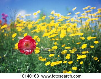 Stock Photo - flowers, details. 
fotosearch - search 
stock photos, 
pictures, images, 
and photo clipart