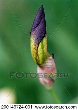 Stock Photography - iris bloom, close-up. 
fotosearch - search 
stock photos, 
pictures, images, 
and photo clipart