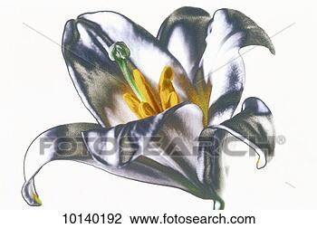 Stock Photo - lily. fotosearch 
- search stock 
photos, pictures, 
images, and photo 
clipart