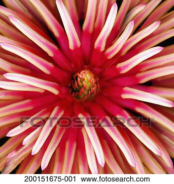 Stock Photography - magnolia flower 
(magnoliaceae 
sp), detail. fotosearch 
- search stock 
photos, pictures, 
images, and photo 
clipart