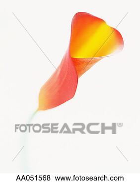 Stock Photo - orange colored 
calla lily. fotosearch 
- search stock 
photos, pictures, 
images, and photo 
clipart