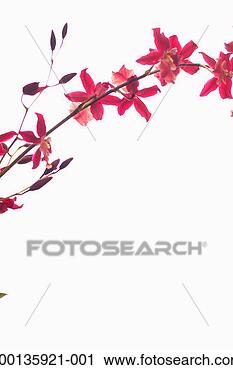 Stock Photography - orchid, close-up. 
fotosearch - search 
stock photos, 
pictures, images, 
and photo clipart
