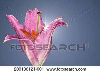 Stock Photography - pink stargazer 
lily (lilium orientalis) 
backlit by sun, 
close-up. fotosearch 
- search stock 
photos, pictures, 
images, and photo 
clipart