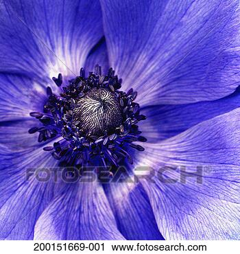 Stock Photography - poppy anemone 
(anemone coronari), 
detail. fotosearch 
- search stock 
photos, pictures, 
images, and photo 
clipart
