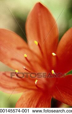Stock Photography - red flower, close-up 
(defocussed). 
fotosearch - search 
stock photos, 
pictures, images, 
and photo clipart