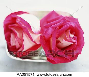 Stock Photography - rose. fotosearch 
- search stock 
photos, pictures, 
images, and photo 
clipart