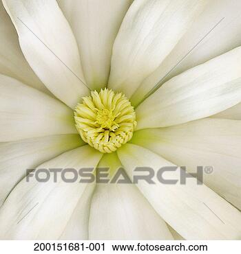Stock Photography - star magnolia 
(magnolia stellata), 
detail. fotosearch 
- search stock 
photos, pictures, 
images, and photo 
clipart