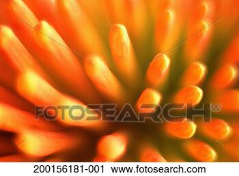 Stock Photography - tropical plant, 
close up. fotosearch 
- search stock 
photos, pictures, 
images, and photo 
clipart