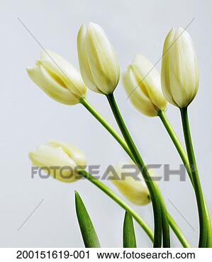 Stock Photography - white french tulips 
(tulipa sp). fotosearch 
- search stock 
photos, pictures, 
images, and photo 
clipart