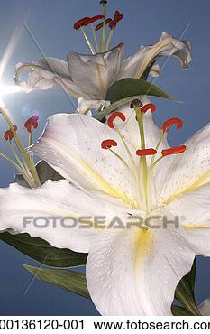 Stock Photography - white stargazer 
lilies (lilium 
orientalis), close-up. 
fotosearch - search 
stock photos, 
pictures, images, 
and photo clipart