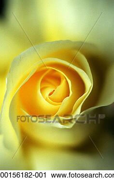Stock Photography - yellow rose (rosa 
sp), full frame. 
fotosearch - search 
stock photos, 
pictures, images, 
and photo clipart