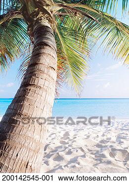 Stock Photography - palm tree leaning 
over beach. fotosearch 
- search stock 
photos, pictures, 
images, and photo 
clipart
