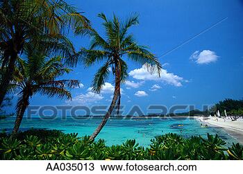 Stock Photo - palm trees & tropical 
beach, bahamas. 
fotosearch - search 
stock photos, 
pictures, images, 
and photo clipart