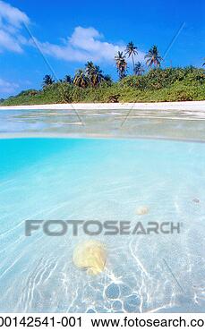 Stock Photography - seashells on shallow 
seabed, surface 
view. fotosearch 
- search stock 
photos, pictures, 
images, and photo 
clipart