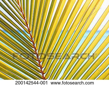 Stock Photography - sunlight shining 
through leaves 
of palm frond, 
close-up. fotosearch 
- search stock 
photos, pictures, 
images, and photo 
clipart