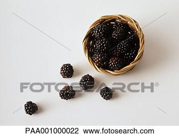 Stock Photo - blackberries spilling 
out of basket. 
fotosearch - search 
stock photos, 
pictures, images, 
and photo clipart