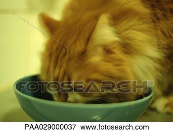 Picture - cat eating from 
bowl, blurry. 
fotosearch - search 
stock photos, 
pictures, images, 
and photo clipart