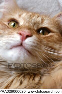 Stock Photography - cat's face, golden, 
close-up. fotosearch 
- search stock 
photos, pictures, 
images, and photo 
clipart
