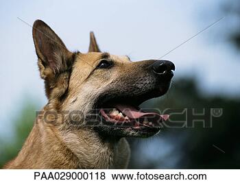 Stock Photo - german shepherd, 
mouth open, looking 
away, close-up 
of head, side 
view. fotosearch 
- search stock 
photos, pictures, 
images, and photo 
clipart