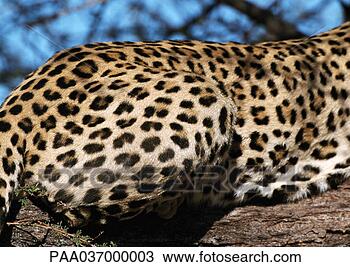 Stock Photo - africa, namibia, 
leopard, focus 
on rear. fotosearch 
- search stock 
photos, pictures, 
images, and photo 
clipart