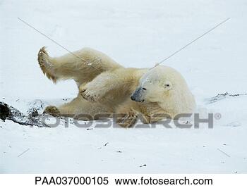 Stock Image - canada, polar 
bear lying on 
side with leg 
up. fotosearch 
- search stock 
photos, pictures, 
images, and photo 
clipart