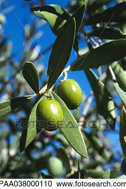 Stock Photography - olive trees,  
close up on green 
olives and leaves, 
 branches and 
blue. fotosearch 
- search stock 
photos, pictures, 
images, and photo 
clipart