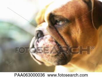 Stock Photo - bulldog's head, 
close up. fotosearch 
- search stock 
photos, pictures, 
images, and photo 
clipart