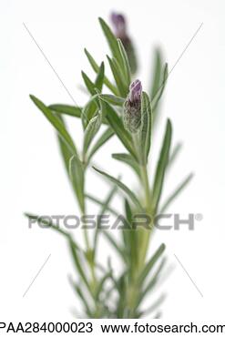Stock Photo - lavender, close-up. 
fotosearch - search 
stock photos, 
pictures, images, 
and photo clipart
