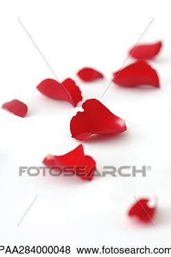 Stock Photo - rose petals. fotosearch 
- search stock 
photos, pictures, 
images, and photo 
clipart